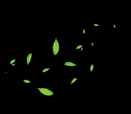 leaves